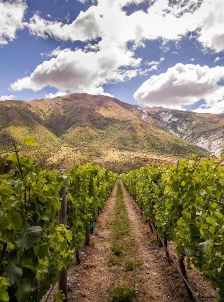 Vineyard in Judge & Jury Village with scenic mountain backdrop, lush grapevines, and clear blue sky, ideal for wine tourism, vineyard tours, and wine tasting experiences in New Zealand's wine country.