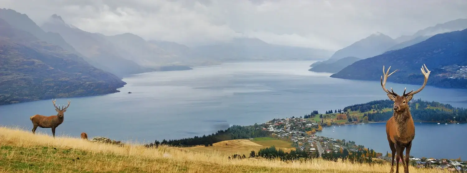 Majestic elk overlooking Judge & Jury Village with stunning lake and mountain scenery in New Zealand.
